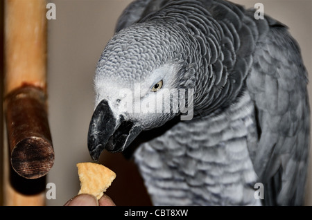 Kongo afrikanischen Grau-Papagei, Psittacus Erithacus, nimmt einen Cracker von seinem Besitzer. Stockfoto