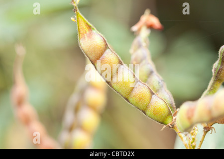 Linsensuppe, kleine jährliche Hülsenfrucht der Erbse Familie (Leguminosae) und linsenförmige essbaren Samen, die reich an Protein und eines Stockfoto
