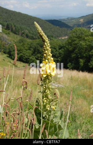 Gemeinsamen Mullen oder Königskerze Blüte auf einer Wiese in den Bergen der Ardèche im Parc Naturel regional des Monts d'Ardeche Stockfoto