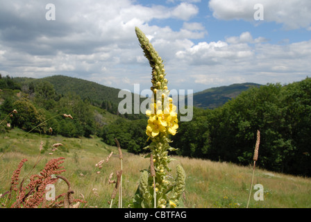 Gemeinsamen Mullen oder Königskerze Blüte auf einer Wiese in den Bergen der Ardèche im Parc Naturel regional des Monts d'Ardeche Stockfoto