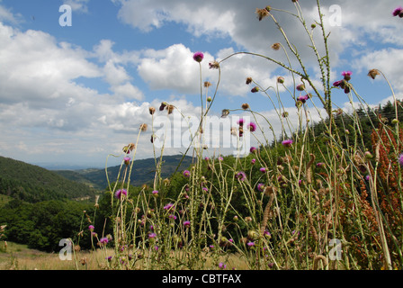 Klee im blühen und andere wilde Blumen auf einer Wiese der Ardeche Berge im Parc naturel Regional des Monts d'Ardèche. Stockfoto