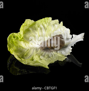 Studiofotografie einer Weinrebe Schnecke auf Salatblatt in Schwarz Reflektierende Rückseite Stockfoto