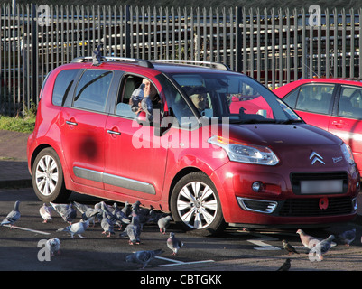 Mann, die Tauben aus der Hand füttern, beim Sitzen in einem Auto bei Roker Meer., Nord-Ost-England, UK Stockfoto