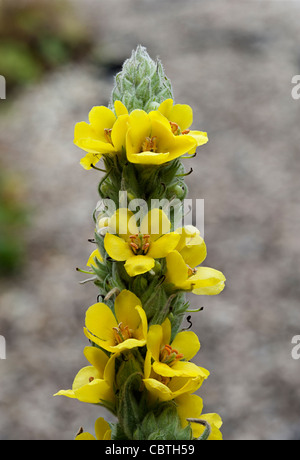 Große Königskerze Verbascum Thapsus Blume Makro gelb Stockfoto