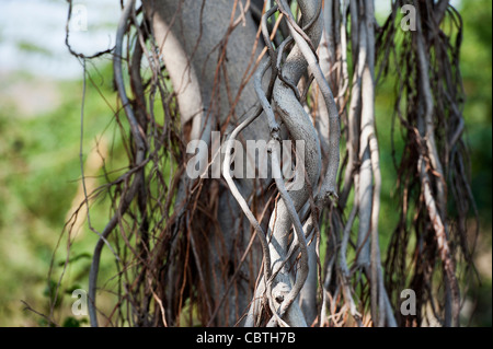 Ficus Benghalensis. Antenne prop Wurzeln eines indischen Banyan Tree Stockfoto