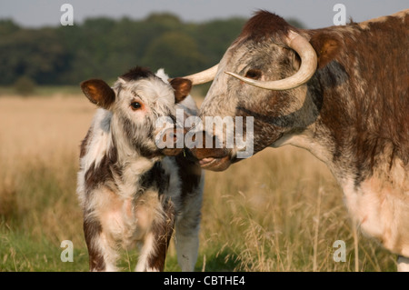 English Longhorn Kuh und Kalb Abendlicht Thornton le - Moors Cheshire Stockfoto