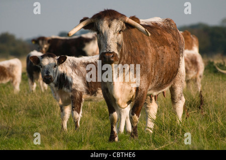 Englische Longhorn-Rinder Stockfoto