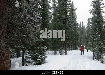 Weg durch Schnee im Pinienwald, Peyto Lake Icefields Parkway, Alberta, Kanada Stockfoto