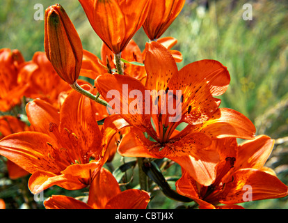 Tiger-Lilie (Lilium Tigrinum) Blume Stockfoto