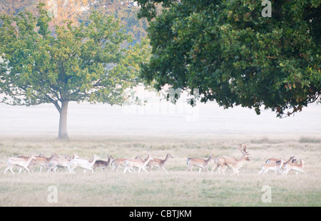 Reh im Richmond Park, Surrey, UK Stockfoto