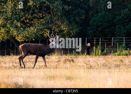 Richmond Park, Surrey, UK Stockfoto