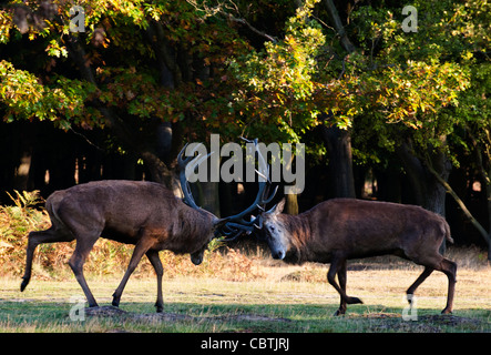 Zwei rote Hirsche sperren Geweihe während der Brunftzeit, Richmond Park, Surrey, UK Stockfoto
