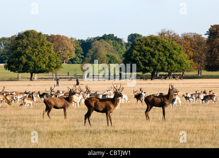 Herde von rot- und Damwild während der Brunftzeit Saison, Richmond Park, Surrey, UK Stockfoto