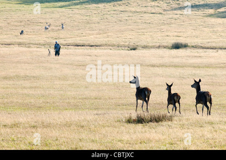 Drei Hirsche laufen durch Richmond Park, Surrey, UK Stockfoto