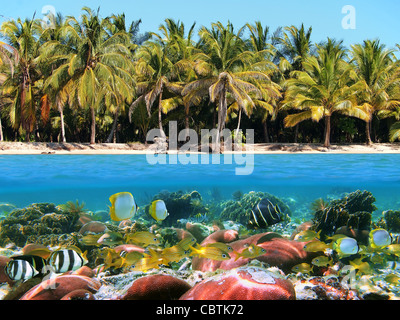 Unterwasser und Oberfläche Blick auf einen Strand mit Kokosnüssen und einem Korallenriff mit tropischen Fischen, Caribbean Stockfoto