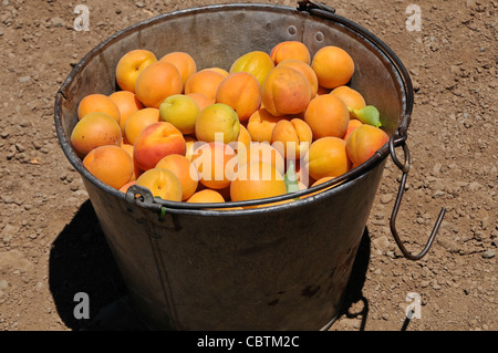 Frisch gepflückten Aprikosen im Eimer Stockfoto