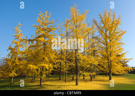 Gruppe von Ginkgo-Bäume mit bunten gelben Blätter in eine sonnige herbstliche Atmosphäre in der Nähe von Lac Léman Stockfoto