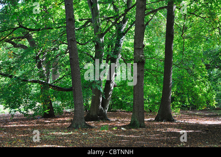 Burnham Beeches, near Slough, UK September 2011 Stockfoto