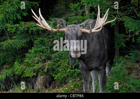 Elch / eurasischen Elch (Alces Alces) in der Taiga im Herbst, Värmland, Schweden Stockfoto