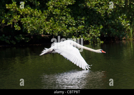 Höckerschwan (Cygnus Olor) fliegen über See, Deutschland Stockfoto