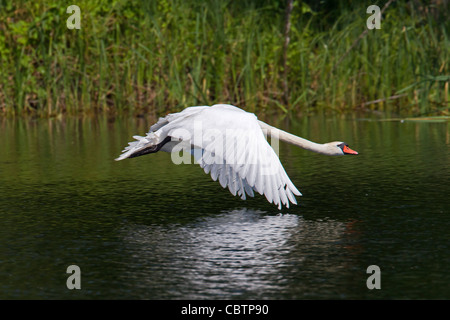 Höckerschwan (Cygnus Olor) fliegen über See, Deutschland Stockfoto