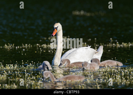 Stummschalten Sie Schwan (Cygnus Olor) schwimmen am See mit Cygnets, Deutschland Stockfoto