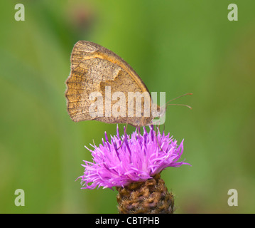 Wiese braun Schmetterling (Maniola Jurtina) auf Flockenblume Stockfoto