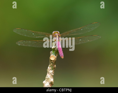 Rosigen Skimmer (Orthemis Ferruginea), Costa Rica Stockfoto