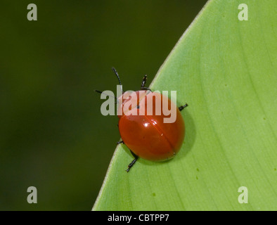 Erfreuliche Pilz Käfer (Aegithus sp), Costa Rica Stockfoto