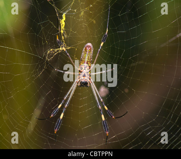 Golden Orb Spider (Nephila Clavipes), Costa Rica Stockfoto