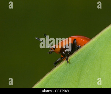 Erfreuliche Pilz Käfer (Aegithus sp), Costa Rica Stockfoto