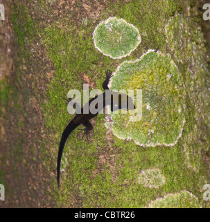 Eidechse auf einem moosigen Baumstamm Costa Rica Stockfoto