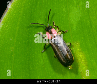 Firefly, Costa Rica Stockfoto