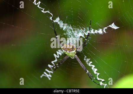 Silber Wespenspinne (Argiope Argentata), Costa Rica Stockfoto
