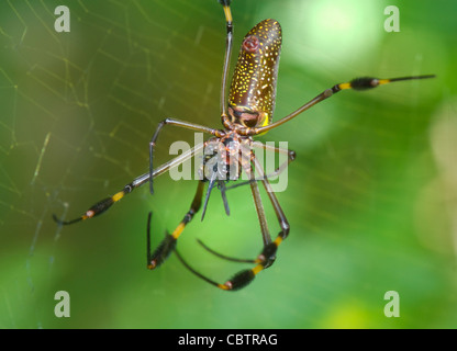 Golden Orb Spider (Nephila Clavipes), Costa Rica Stockfoto