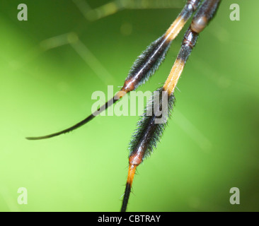 Details zu den Beinen einer goldenen Kugel-Spinne (Nephila Clavipes), Costa Rica Stockfoto
