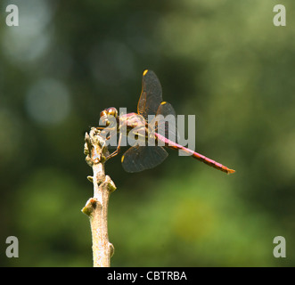 Rosigen Skimmer (Orthemis Ferruginea), Costa Rica Stockfoto