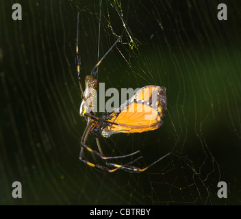 Golden Orb Spinne mit Beute (Nephila Clavipes), Costa Rica Stockfoto