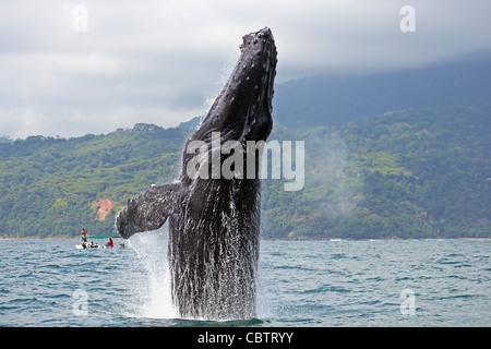 Buckelwal Verletzung im Marino Ballena Nationalpark, Costa Rica Stockfoto