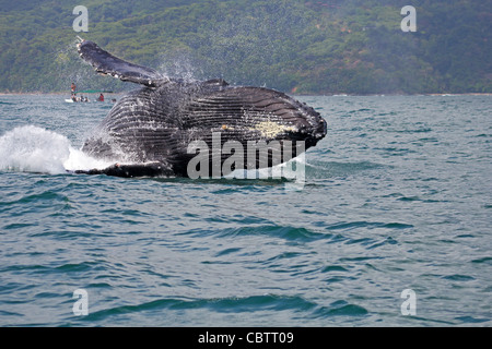 Buckelwal Verletzung im Marino Ballena Nationalpark, Costa Rica Stockfoto