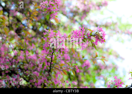 Ostredbud Baum in voller Blüte Stockfoto