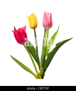 Drei frische Tulpen isoliert auf weißem Hintergrund Stockfoto