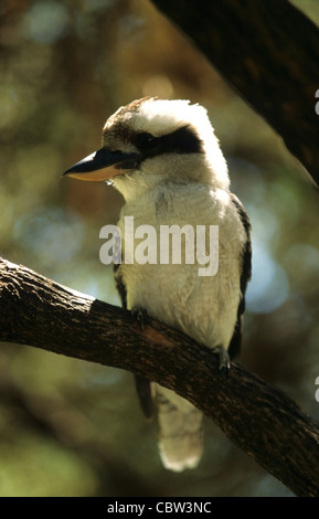 Kookaburra (Dacelo Novaeguineae) australischen Vogel. Australien Stockfoto