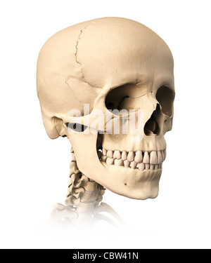 Sehr ausführlich und wissenschaftlich korrekt menschlichen Schädel, auf weißem Hintergrund. Anatomie-Bild. Stockfoto