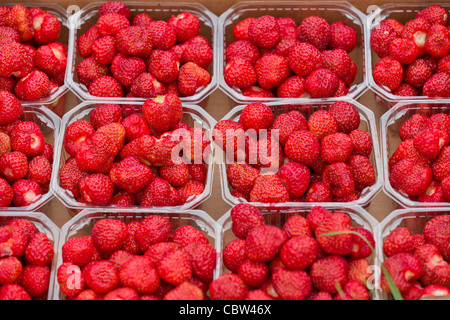 Fresh strawberries, Norway Stockfoto