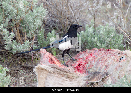 Schwarz-billed Magpie Pica Hudsonia Mono Lake, Kalifornien, Vereinigte Staaten-14 Mai Adult füttern unterwegs getötet Maultierhirsche. Rabenvögel Stockfoto