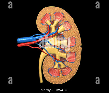 Menschliche Niere Querschnitt, auf schwarzem Hintergrund, mit Beschneidungspfad. Stockfoto