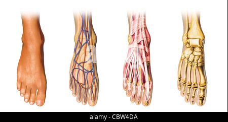 Menschlicher Fuß Anatomie Cutaway Repräsentation, zeigt, Haut, Knochen, Muskeln, Venen und Arterias. Mit Clipping-Pfad enthalten. Stockfoto