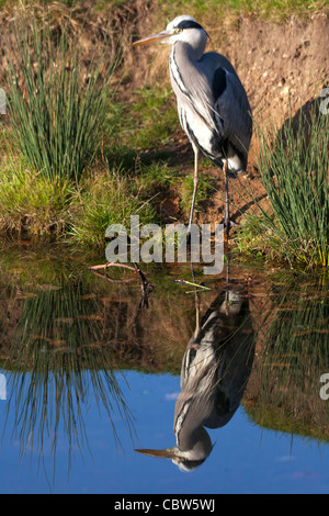 Reflexion von Grey Heron Ardea Cinerea Angeln Stockfoto