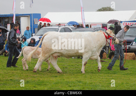 Charolais Kuh und Kalb auf Hesket Newmarket landwirtschaftliche Gesellschaft Show in der Nähe von Calbeck in Cumbria, England. Stockfoto